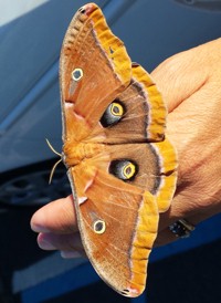 Polyphemus Moth